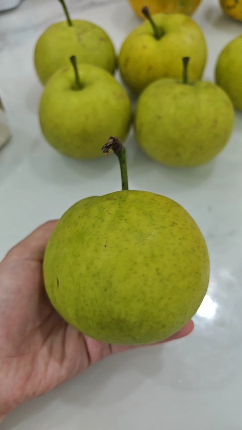 南京翠冠梨