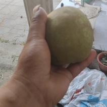 酥脆一号，翠冠梨货源充足，可长期合作，欢迎大家光临