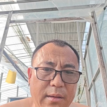 有机花菜苗菜花苗易成活现货现发山东种苗基地