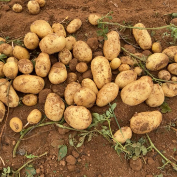 精品土豆黄皮黄心土豆量大从优价格实惠欢迎来电
