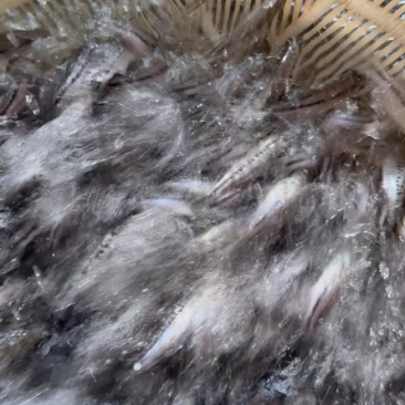 优质鲈鱼苗优质加州鲈鱼苗优鲈3号淡水鲈鱼苗提供技术指导