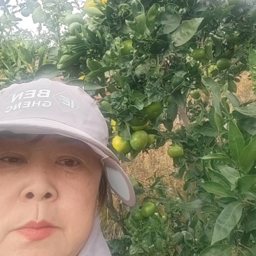 【精选蜜橘】蜜橘柑桔云南蜜橘产地现摘现发鲜果发货电联优惠