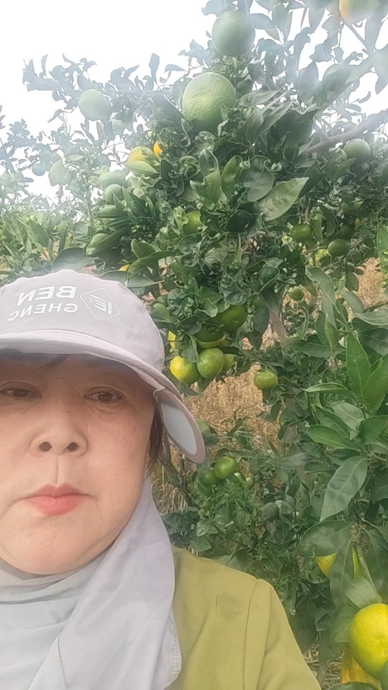 【精选蜜橘】蜜橘柑桔云南蜜橘产地现摘现发鲜果发货电联优惠