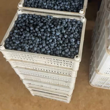 精品蓝莓大量出货品质保证价格优惠欢迎老板前来合作