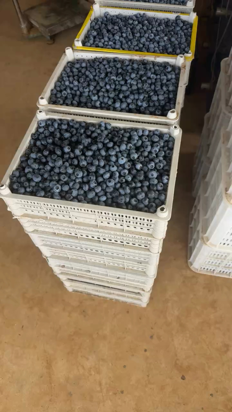 精品蓝莓大量出货品质保证价格优惠欢迎老板前来合作