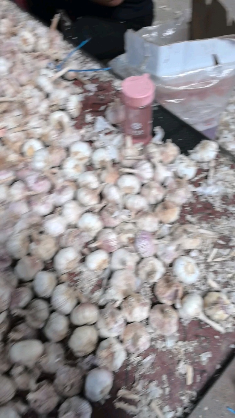 金乡紫皮大蒜大量供应常年有货代收代存代销代发