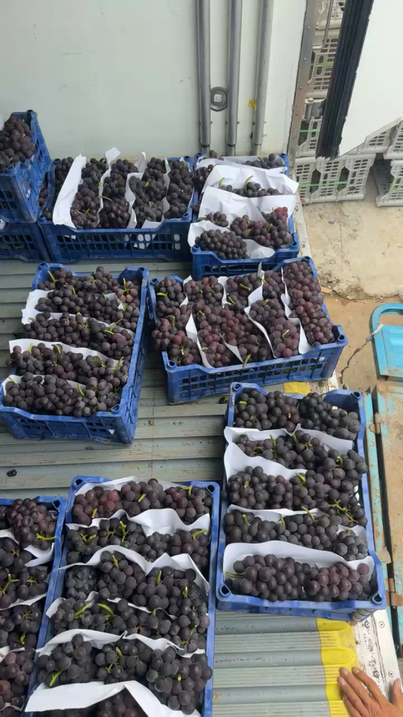沂蒙山产地巨峰葡萄大量有货货源充足一手货源