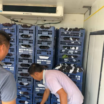 沂蒙山产地巨峰葡萄大量有货货源充足一手货源