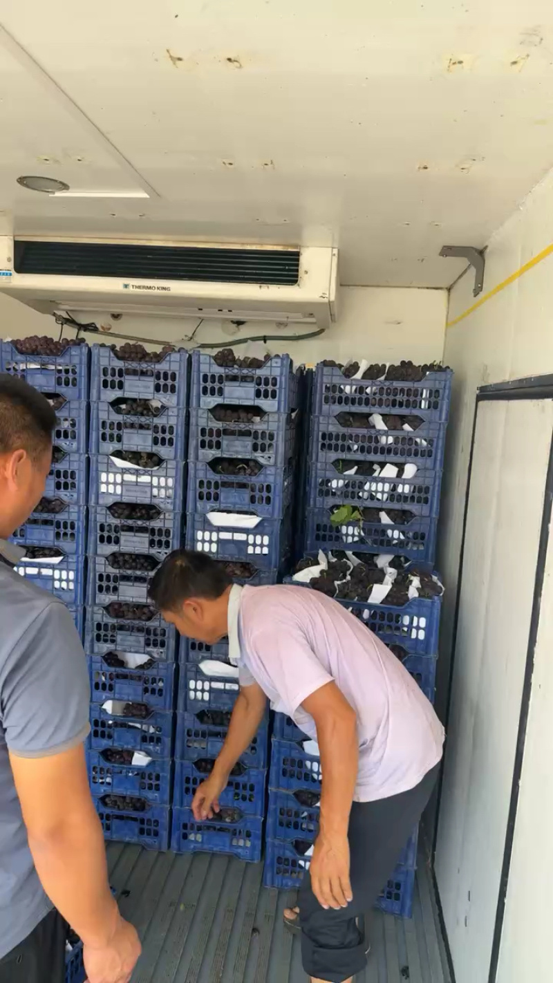 沂蒙山产地巨峰葡萄大量有货货源充足一手货源