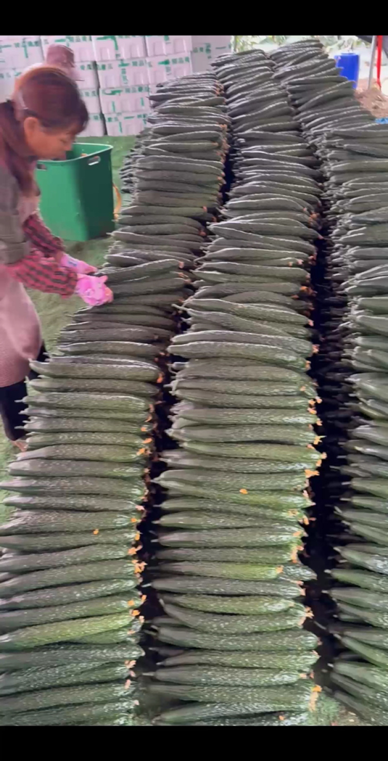 贵州密刺黄瓜青瓜油瓜大量供应当天采摘发货