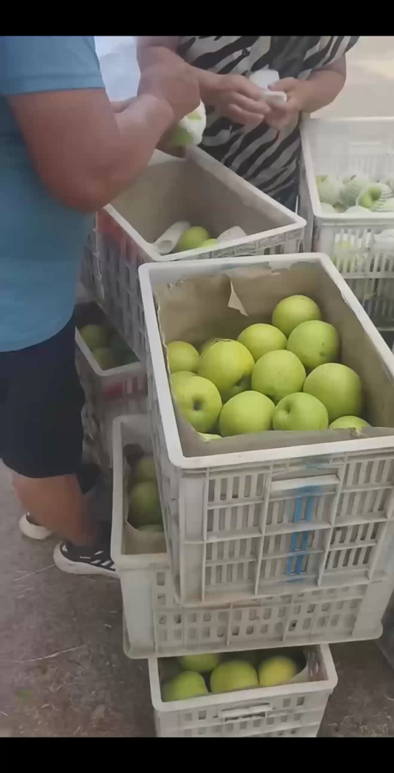 优质皇冠梨大量上市产地直发保质保量量大从优欢迎咨询
