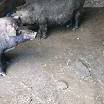 藏香猪怀孕母猪纯粮食喂养全国发货货到付款