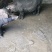 藏香猪怀孕母猪纯粮食喂养全国发货货到付款