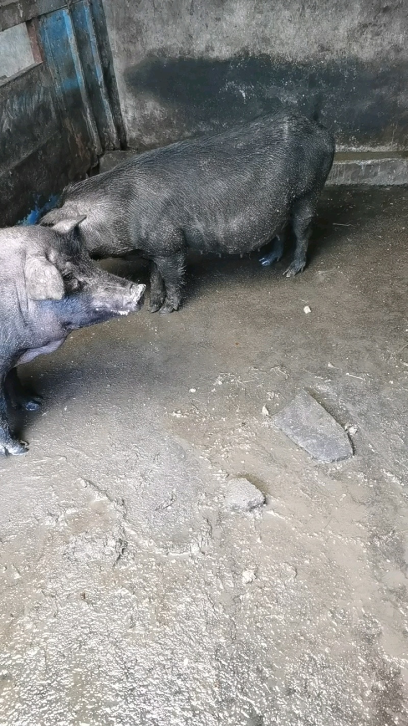 藏香猪怀孕母猪纯粮食喂养全国发货货到付款