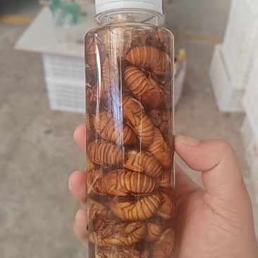 金蝉知了猴大凉山松林金蝉