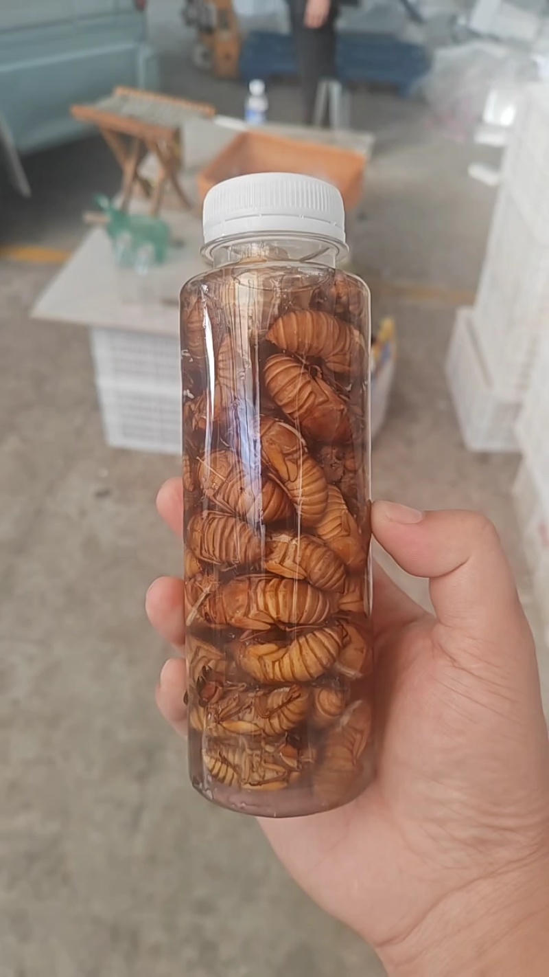 金蝉知了猴大凉山松林金蝉