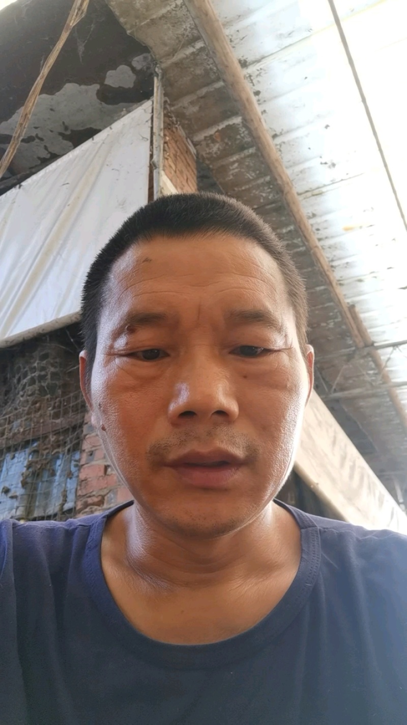 纯干鸡粪
