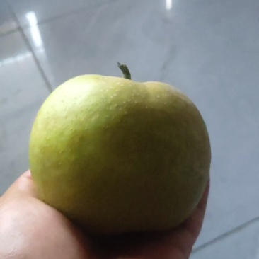 酥脆一号，翠冠梨货源充足，可长期合作，欢迎大家光临
