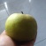 酥脆一号，翠冠梨货源充足，可长期合作，欢迎大家光临