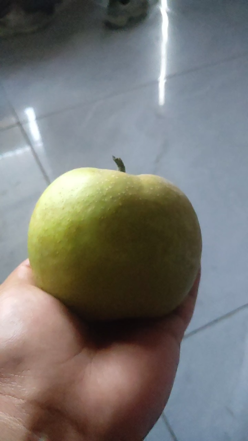 酥脆一号，翠冠梨货源充足，可长期合作，欢迎大家光临