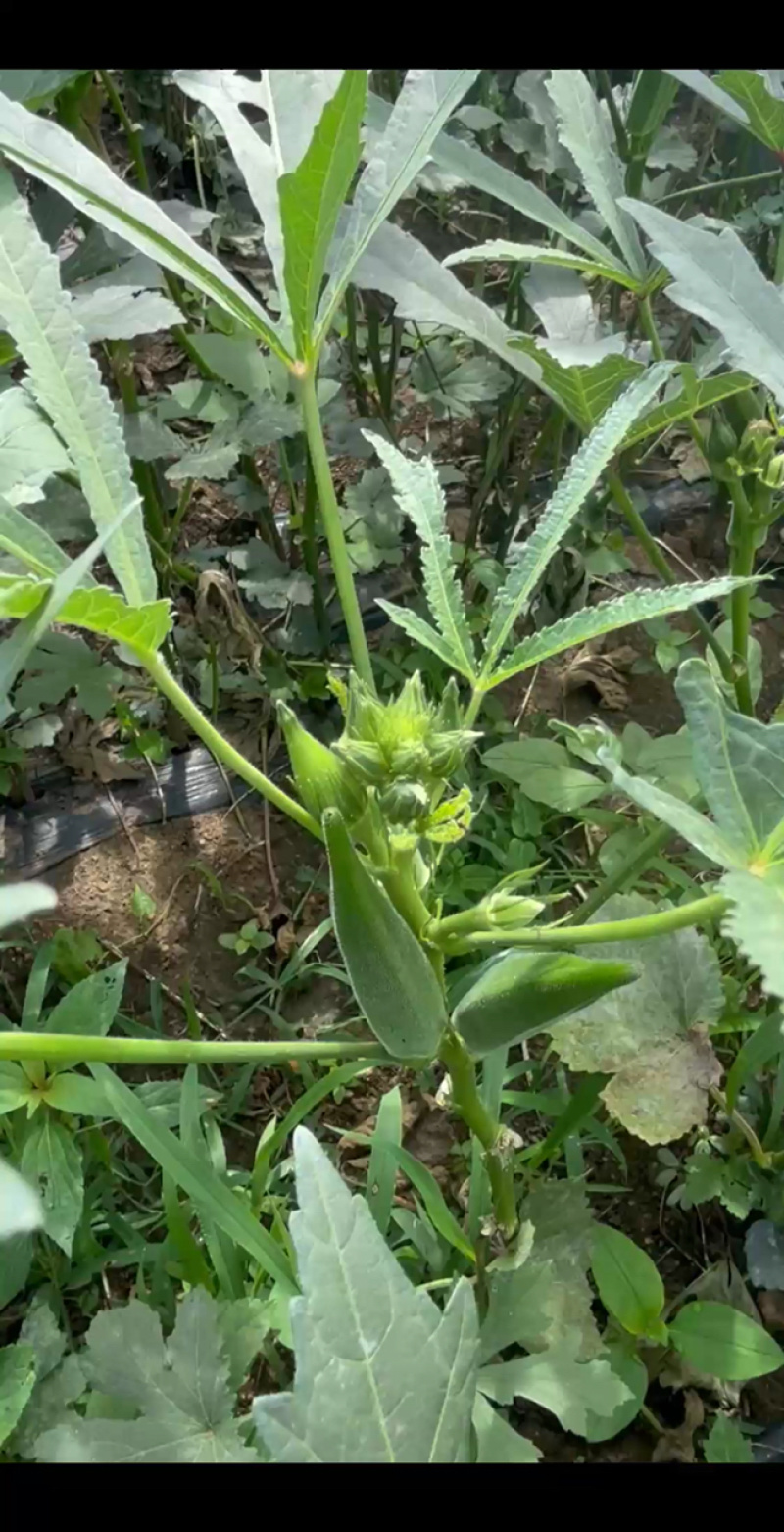 新鲜秋葵