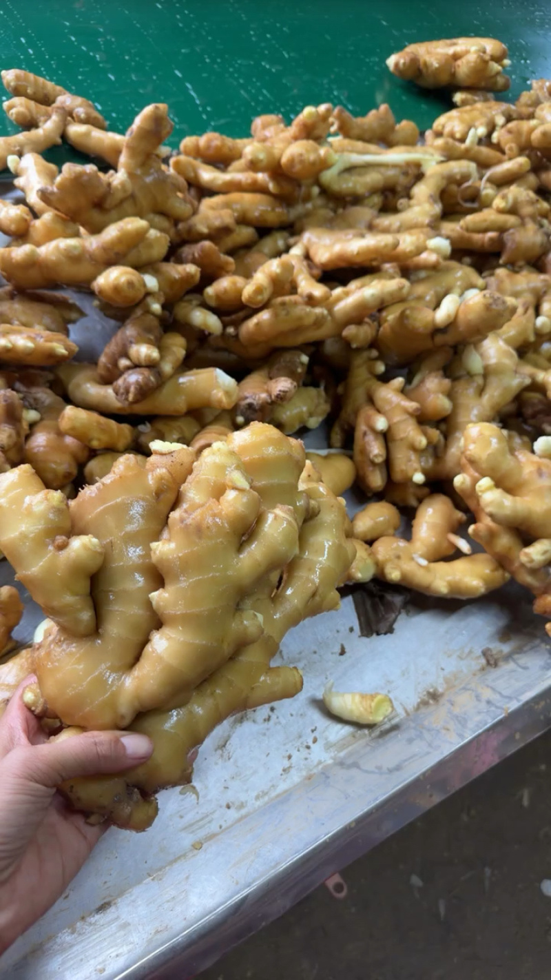 山东大黄姜，版型好看颜色蜡黄，产地直销，按需加工