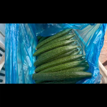 山东聊城莘县密刺黄瓜大量上市规格齐全货源充足全国发货