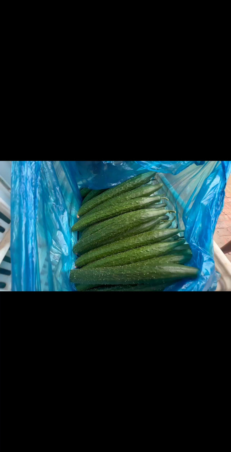 山东聊城莘县密刺黄瓜大量上市规格齐全货源充足全国发货