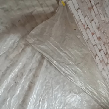 聊城二红洋葱到六月一号大量上市现在订库中