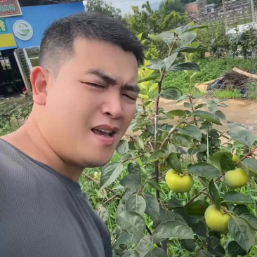 正宗太秋甜柿杯苗柿子杯苗柿子树地栽盆栽基地发货
