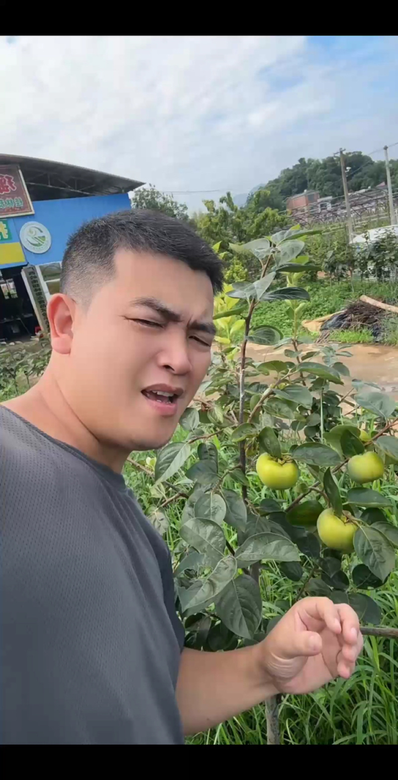 正宗太秋甜柿杯苗柿子杯苗柿子树地栽盆栽基地发货