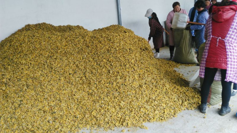 怀菊花袋装