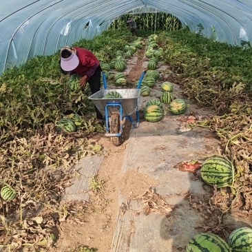 廊坊产区麒麟西瓜，大量上市