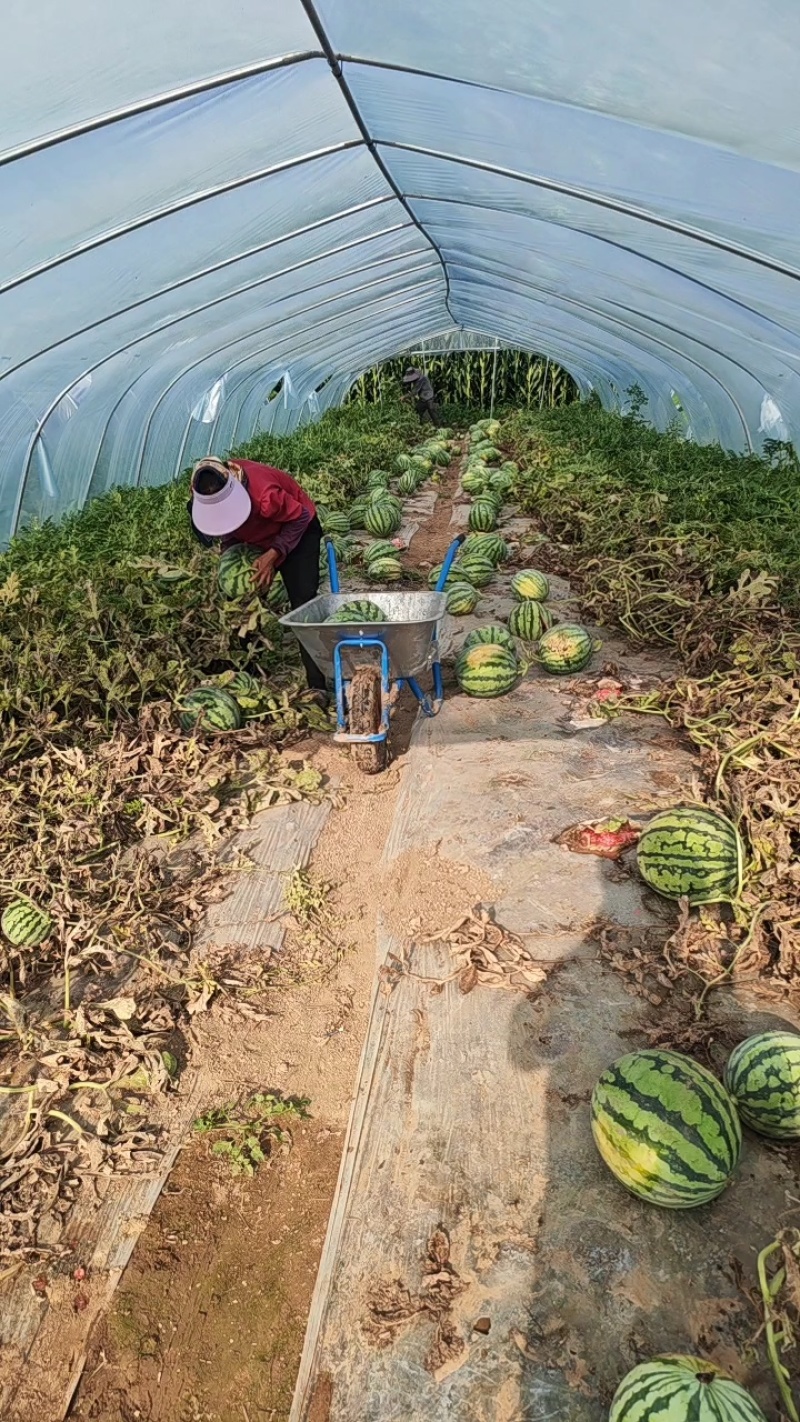 廊坊产区麒麟西瓜，大量上市