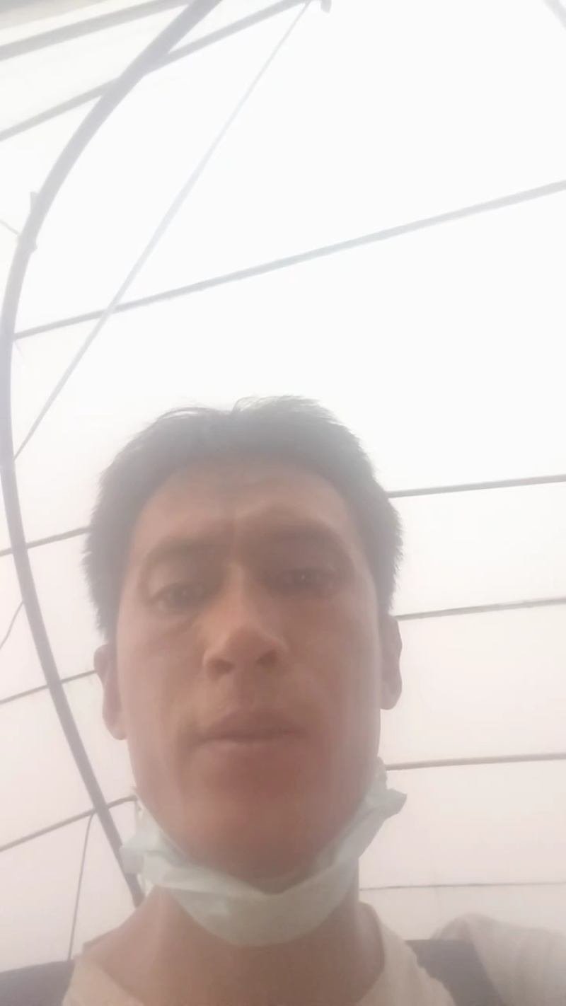 鸡毛菜肖根鸡毛菜产地直发量大从优可视频看货对接全国