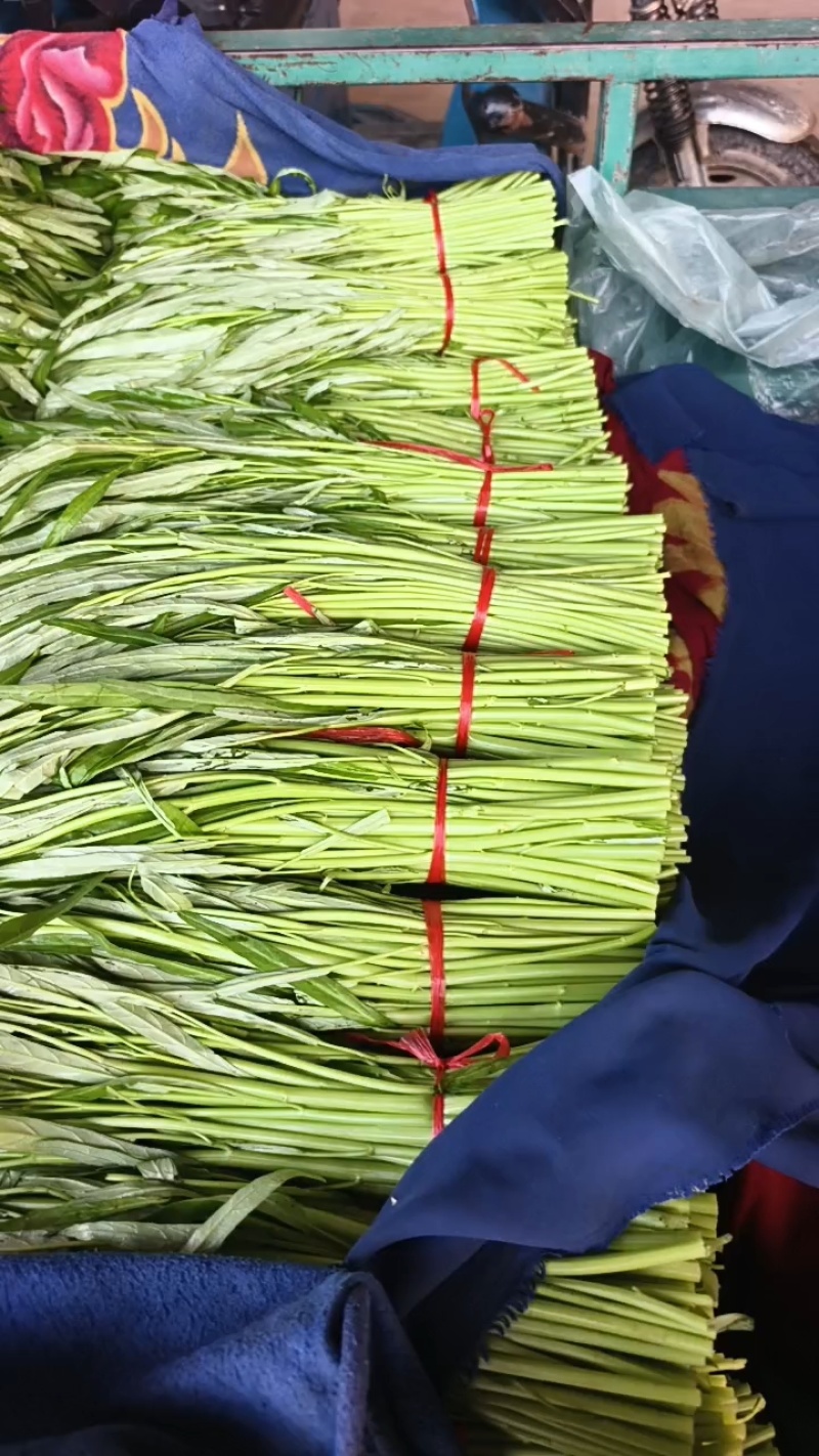精品空心菜可供市场商超食堂需要的联系我