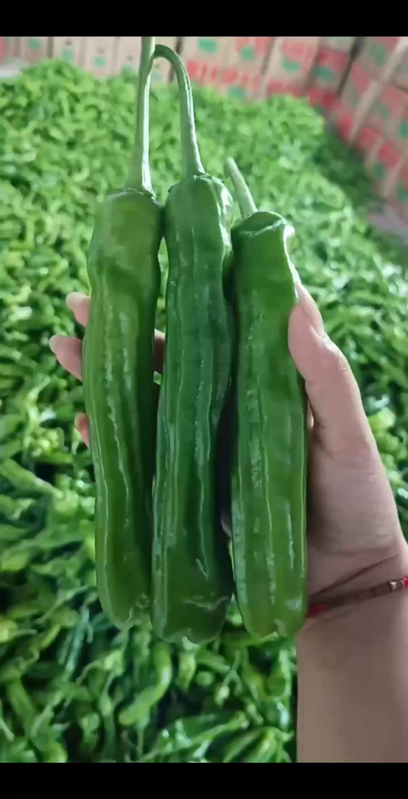 山东薄皮椒大量供应上市中，货源稳定价格优惠欢迎来电