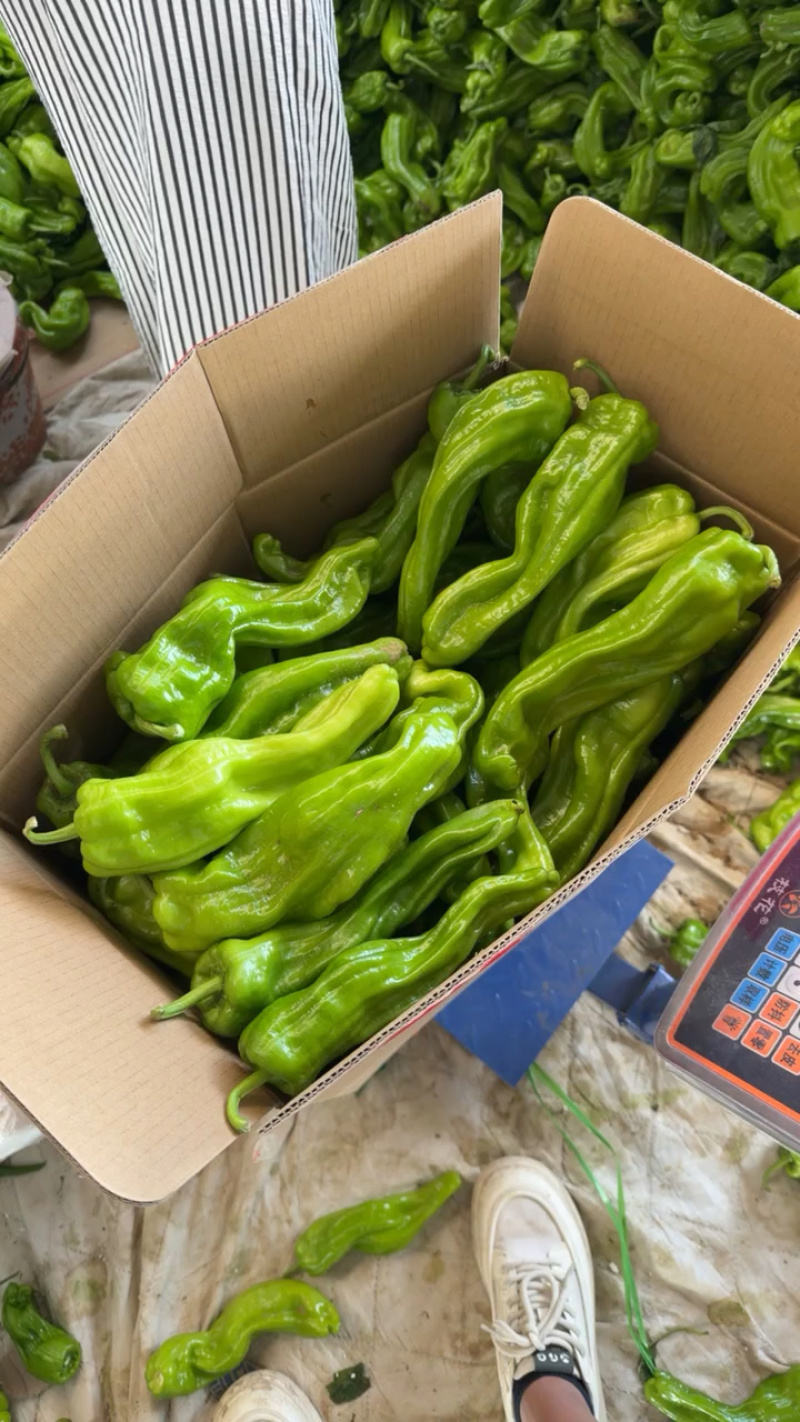 精品巨无霸薄皮辣椒产地直发保质保量欢迎致电