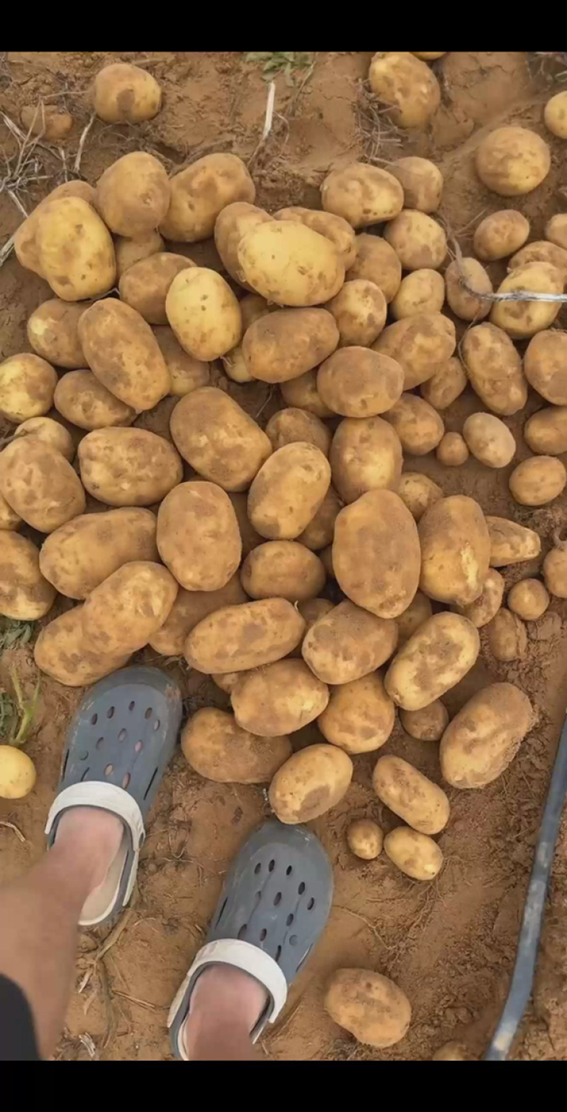 实验一号土豆上市，沙漠土豆精品，货源充足，价格美丽，