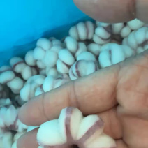 鱿鱼花花瓣鱿鱼捞汁涮火锅食材爆炒鱿鱼花海鲜批发