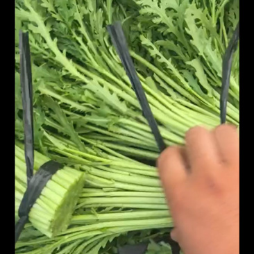 茼蒿产地直发【诚信经营】保质保量