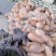 南瓜单个重6-10斤