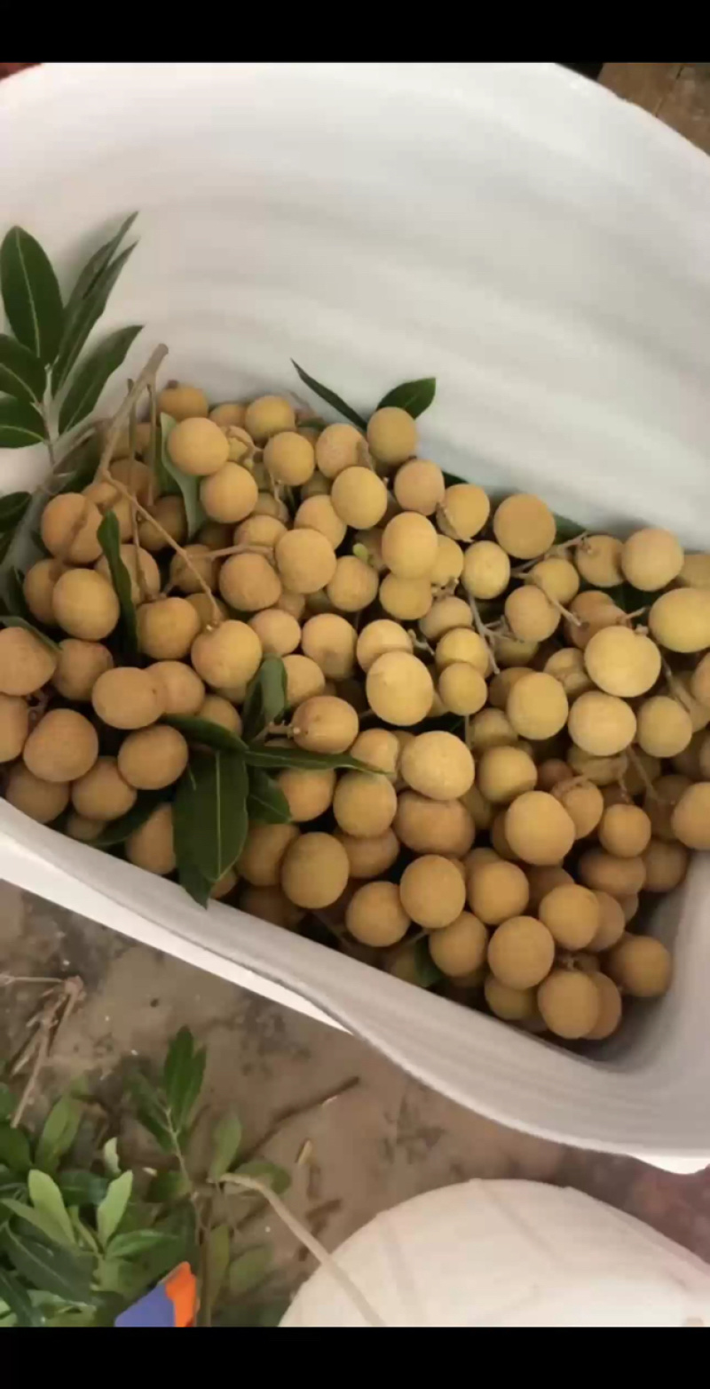 储良龙眼，10斤装5斤装可选