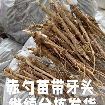 1年芍药苗，赤芍苗自家苗圃种植，一手货源