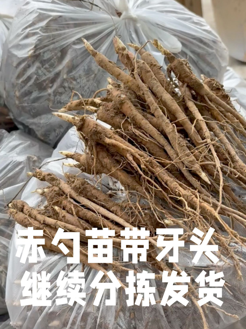 1年芍药苗，赤芍苗自家苗圃种植，一手货源