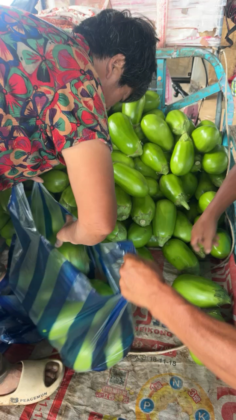 大量精品青茄子
