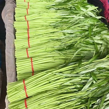 精品空心菜可供市场商超食堂需要的联系我