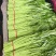 精品空心菜可供市场商超食堂需要的联系我