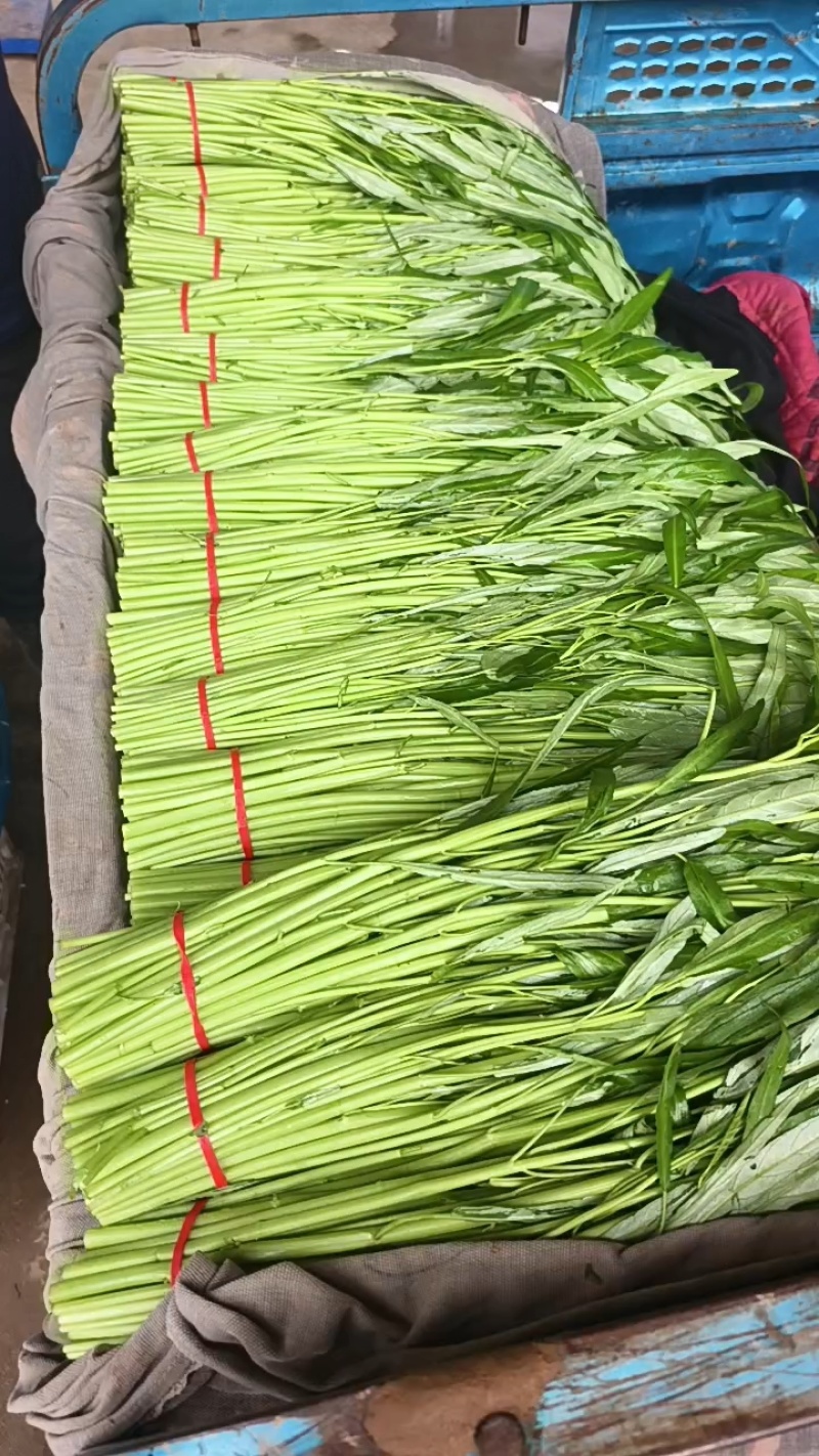 精品空心菜可供市场商超食堂需要的联系我