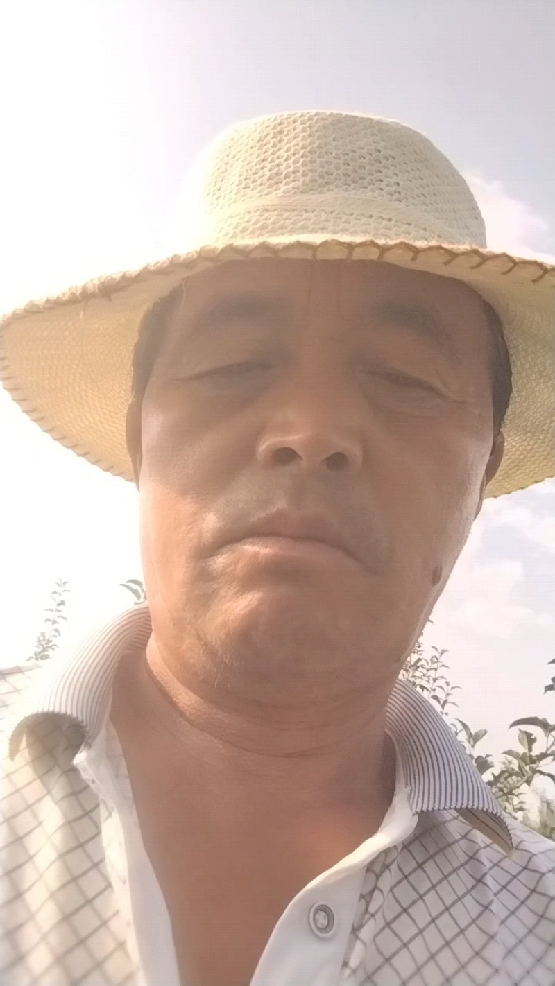 陕西苹果嘎啦苹果大量有货欢迎致电合作可视频